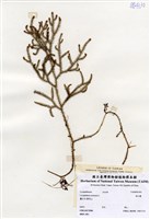 藏品(過山龍)的圖片